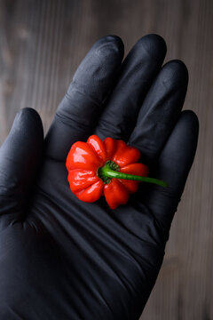 Black gloved hand holding red habanero pepper close view. Fresh chili pod in protective glove food safety concept