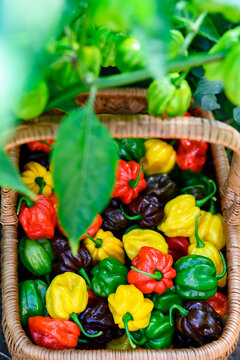 Basket with habanero peppers under plant leaves in garden. Fresh chili harvest natural outdoor composition