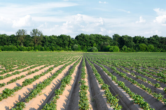 Agricultural field with even rows of young potato plants in the summer time. Growing potatoes
