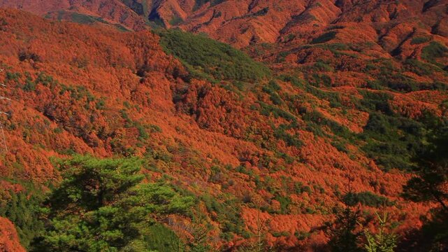 陣場形山から望む仙丈ヶ岳と紅葉のカラマツ林