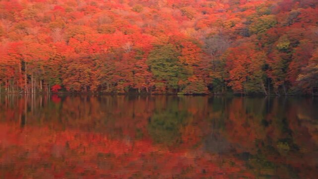 蔦沼の朝の紅葉の水鏡