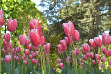 Obraz premium Tulips Blooming in Luxembourg Gardens, Paris, France, April 8, 2026