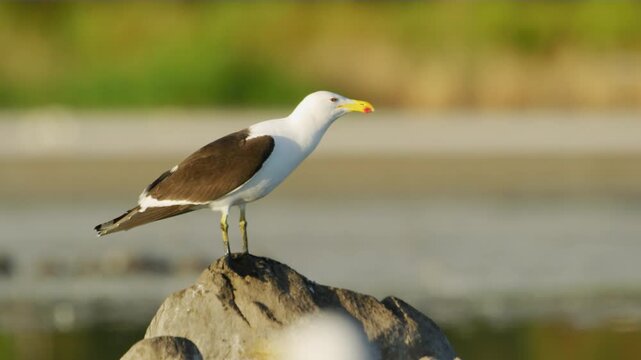 Cape or Kelp Gull (Larus dominicanus vetula).
