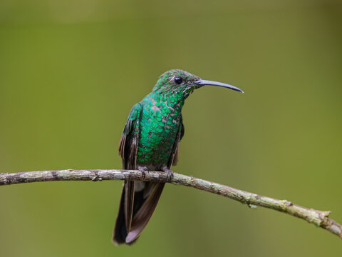 Bronze-tailed Plumeleteer Hummingbird Perched on a Branch in Colombia Rainforest