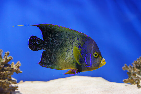 French angelfish, Pomacanthus paru with speckled pattern and elongated dorsal fin swimming in clear blue aquarium water background. Oceanarium, underwater life, aquatic animal, marine life