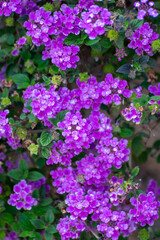 Obraz premium Purple blossom of Lantana montevidensis ornamental plant in summer garden