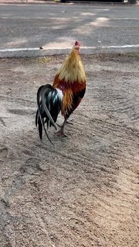 Wild chickens foraging for food