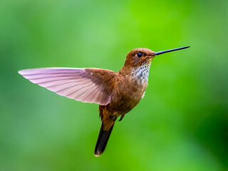 Fototapeta premium Bronzy Inca hummingbird in flight against vibrant green background