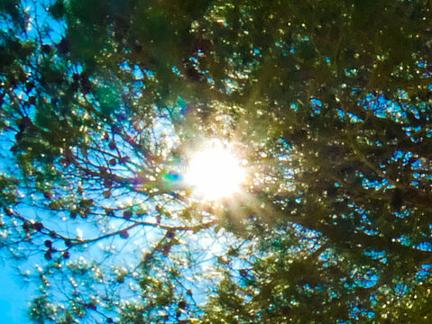Sun and its rays appearing in the branches of a tree under a beautiful blue sky
