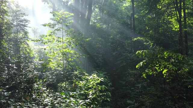 Walk through dense forests as the sun peeks through the trees in summer. The rays illuminate the green forest. Cifor, IPB University Bogor research forest, Indonesia.