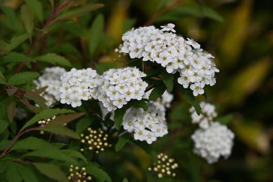 Reeves Spirea