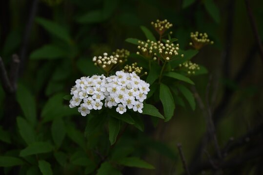 Reeves Spirea