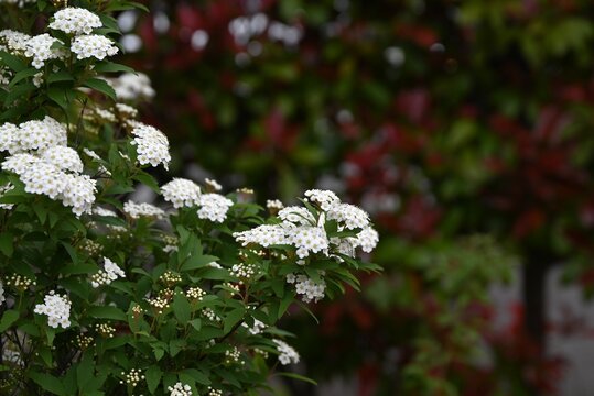 Reeves Spirea