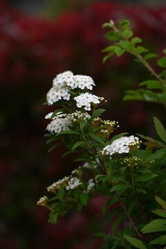 Reeves Spirea