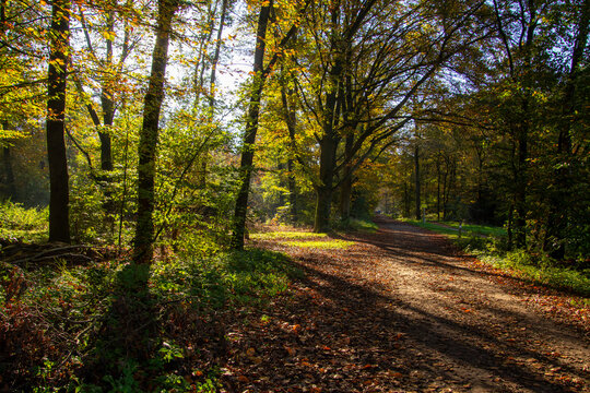 Breathing fresh air in the sunshine during a walk in a forest in Doetinchem, the Achterhoek, in the Netherlands.