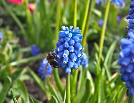 Close-up of a western honey bee (apis mellifera) collecting pollen of a grape hyacinth (muscari botryoides (l.) Mill.) in a flower bed. Bonn, Germany.