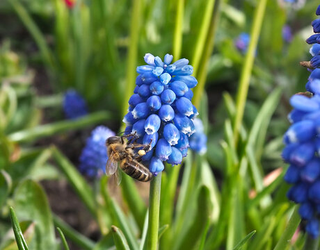 Close-up of a western honey bee (apis mellifera) collecting pollen of a grape hyacinth (muscari botryoides (l.) Mill.) in a flower bed. Bonn, Germany.