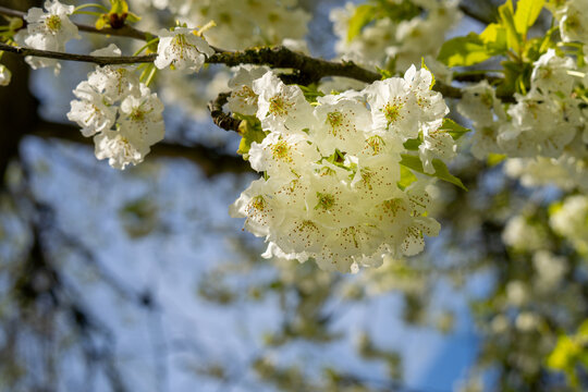 wild cherry blossoms in sunlight