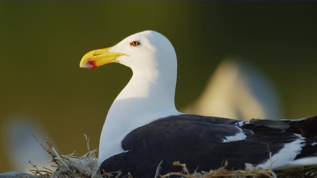A kelp Gull (Larus dominicanus) sitting on a nest on Magdalena Islands, Chile. 