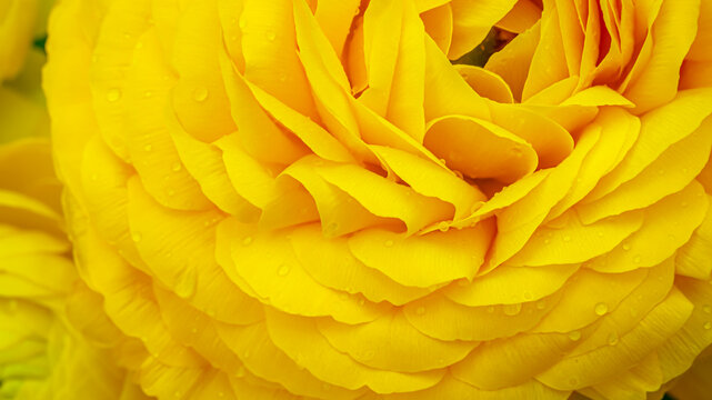 Close view of bright yellow flowers with layered petals showing water droplets after rain in a garden during daytime