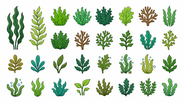 Seaweed and aquatic plant vector set featuring various species of algae, kelp, and underwater greenery in cartoon style isolated on white