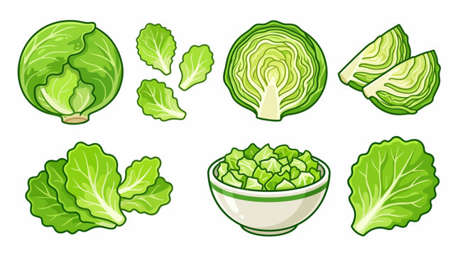 Iceberg Lettuce Set with Whole Head Cross Section and Salad Bowl Illustration
