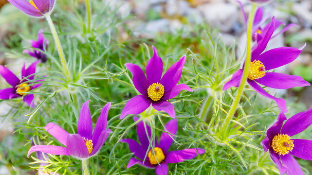 Bright purple Pasque flowers growing in a garden with green leaves under natural light in springtime