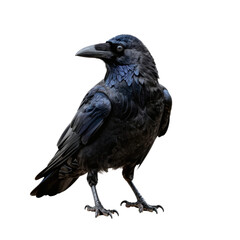 Obraz premium Majestic raven perches gracefully against a bright white background with intricate detail