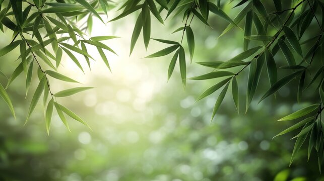 Fresh bamboo leaf background