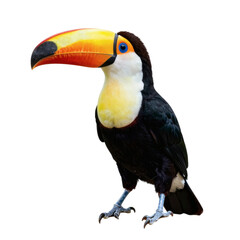 Naklejka premium Colorful toucan stands alert with a bright, large beak on a white background