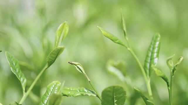 茶葉　新茶　茶畑
