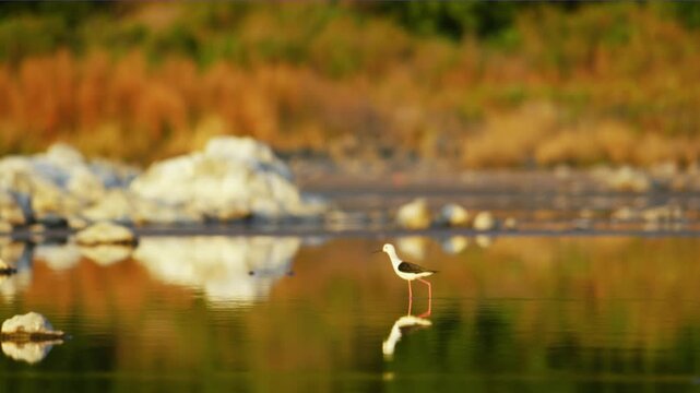 Black-winged stilt (Himantopus himantopus) found in qatar during summer season.