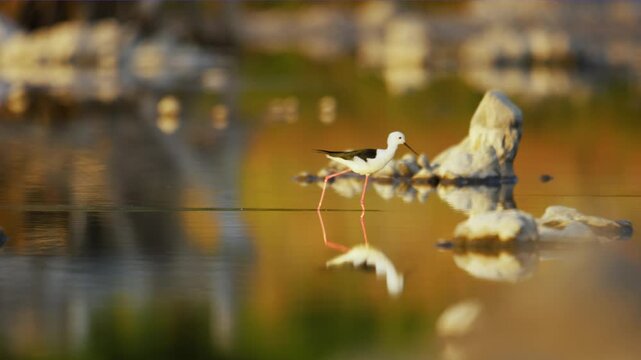 A Black-winged Stilt (Himantopus himantopus) foraging in a lake. Selective focus.