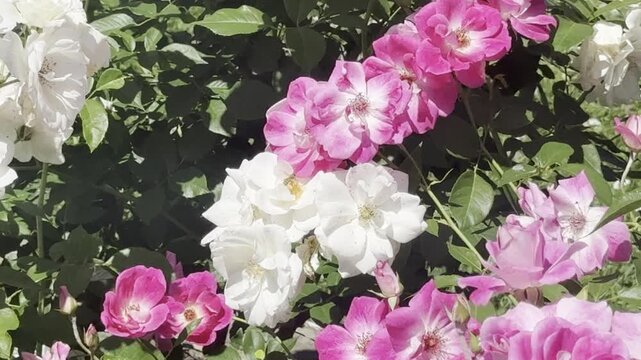 bee looking for pollen on white and pink roses then flying away