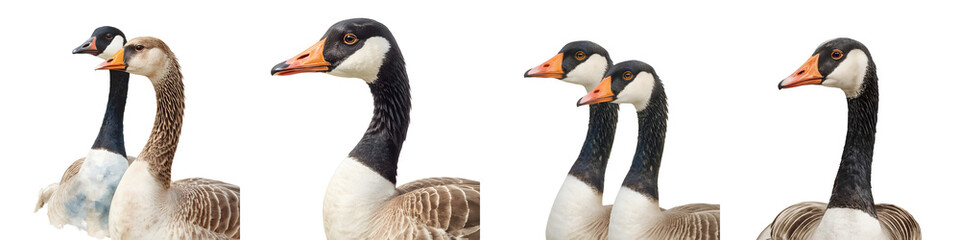 Fototapeta premium Different color morphs of the swan goose, anser cygnoid, pose on a black backdrop