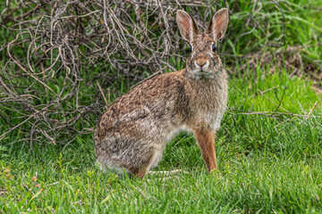 Obraz premium Portrait of a cottontail rabbit sitting in the grass.