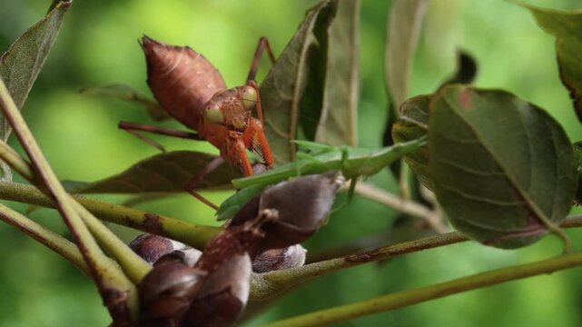 ハラビロカマキリ(茶色)の子供がバッタを捕える4K動画