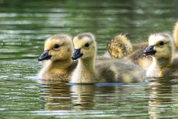 Goslings, baby birds, swimming in a lake. © Lecia Michelle