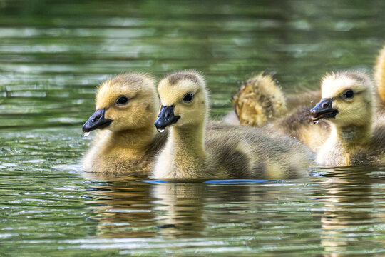 Goslings, baby birds, swimming in a lake.
