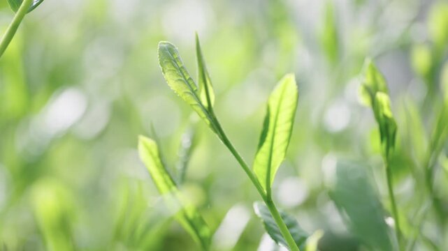 茶葉　新茶　茶畑