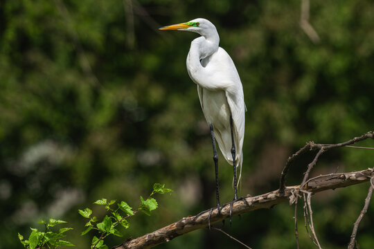 Great egret perched on top of a branch.