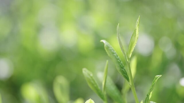 茶葉　新茶　茶畑