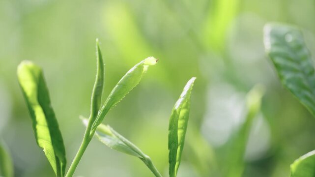 茶葉　新茶　茶畑