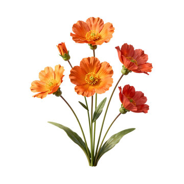 Elegant collection of geum flowers in shades of orange against a black background