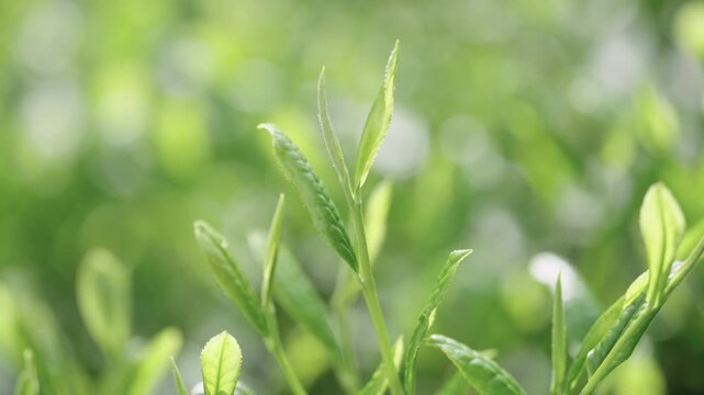 茶葉　新茶　茶畑