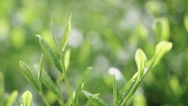 茶葉　新茶　茶畑