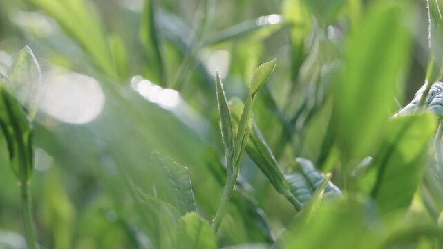 茶葉　新茶　茶畑