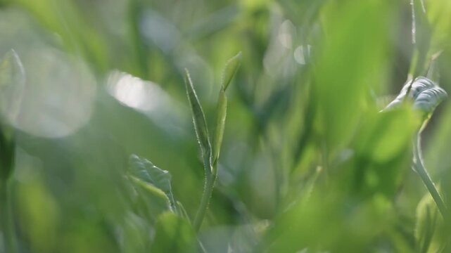 茶葉　新茶　茶畑