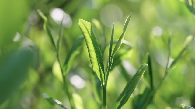 茶葉　新茶　茶畑