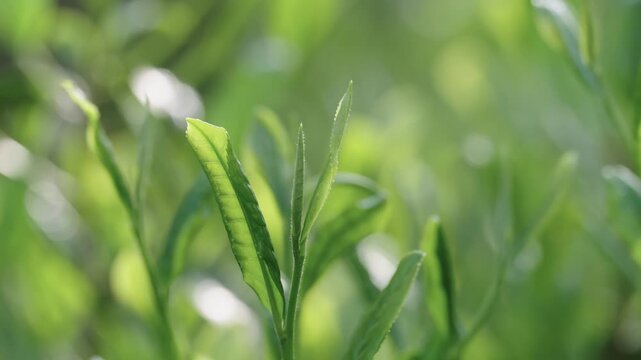 茶葉　新茶　茶畑